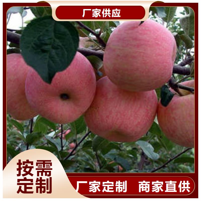 采购[景才]红富士苹果-苹果种植基地免费安装