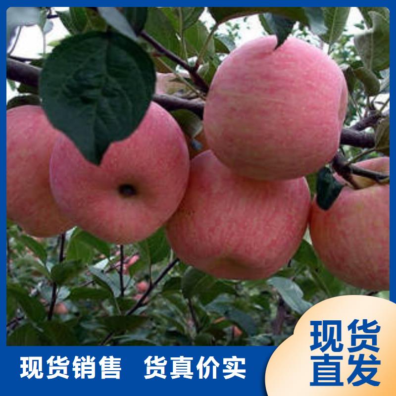 红富士苹果苹果种植基地产地厂家直销