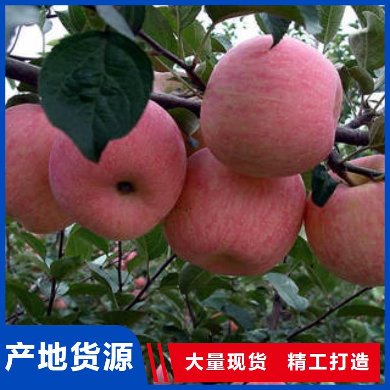 您身边的厂家(景才)【红富士苹果】嘎啦苹果源厂定制