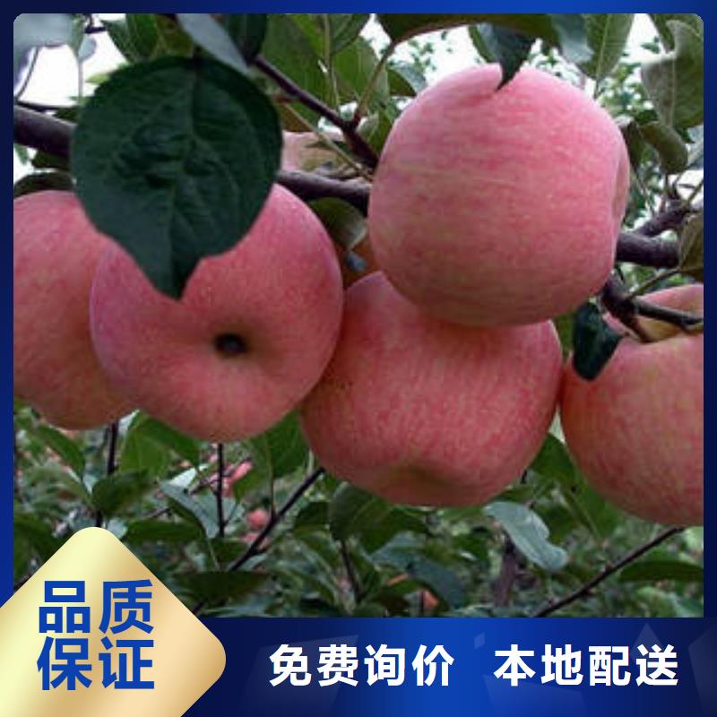 周边(景才)红富士苹果苹果种植基地供应采购
