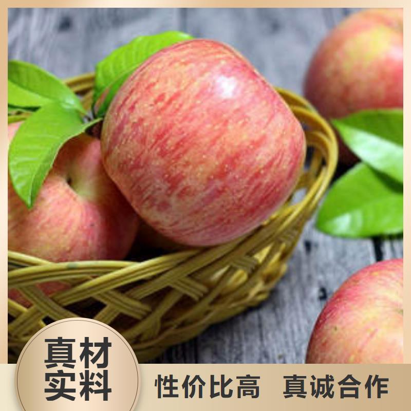 采购[景才]红富士苹果-苹果种植基地免费安装