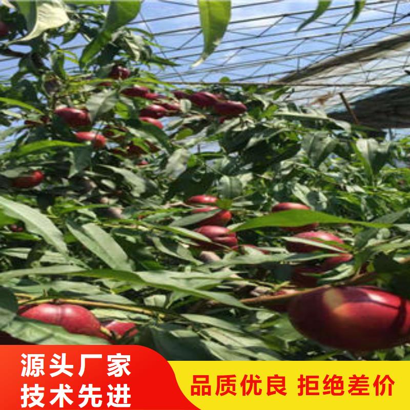 永莲蜜桃8号桃树苗9公分