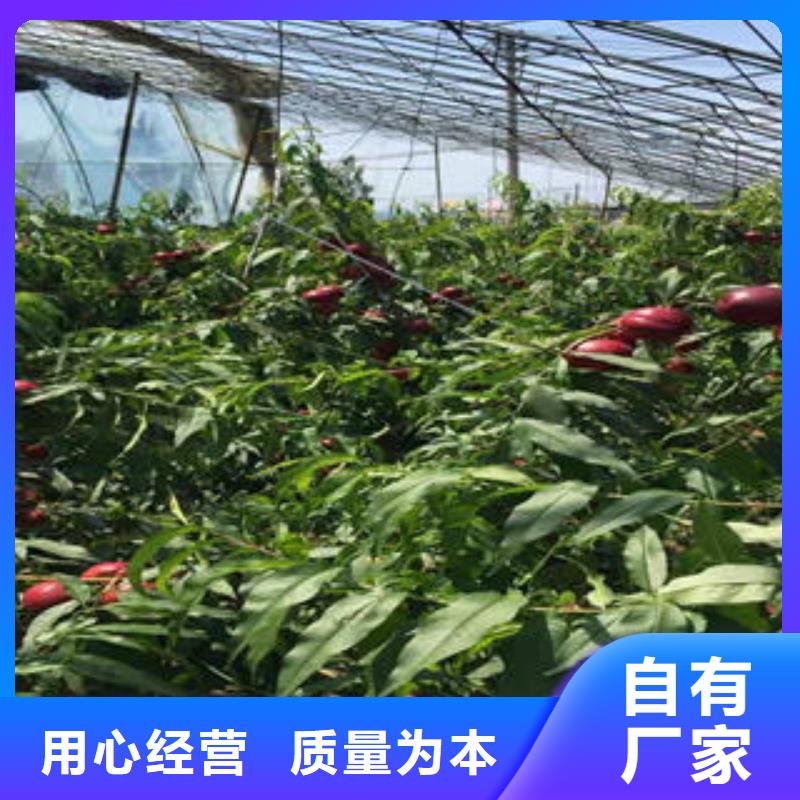 蟠桃皇后桃树苗50公分