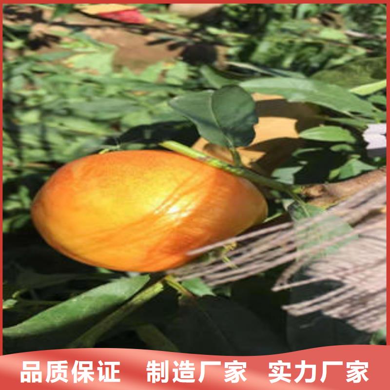 桃树苗-山楂苗优质材料厂家直销