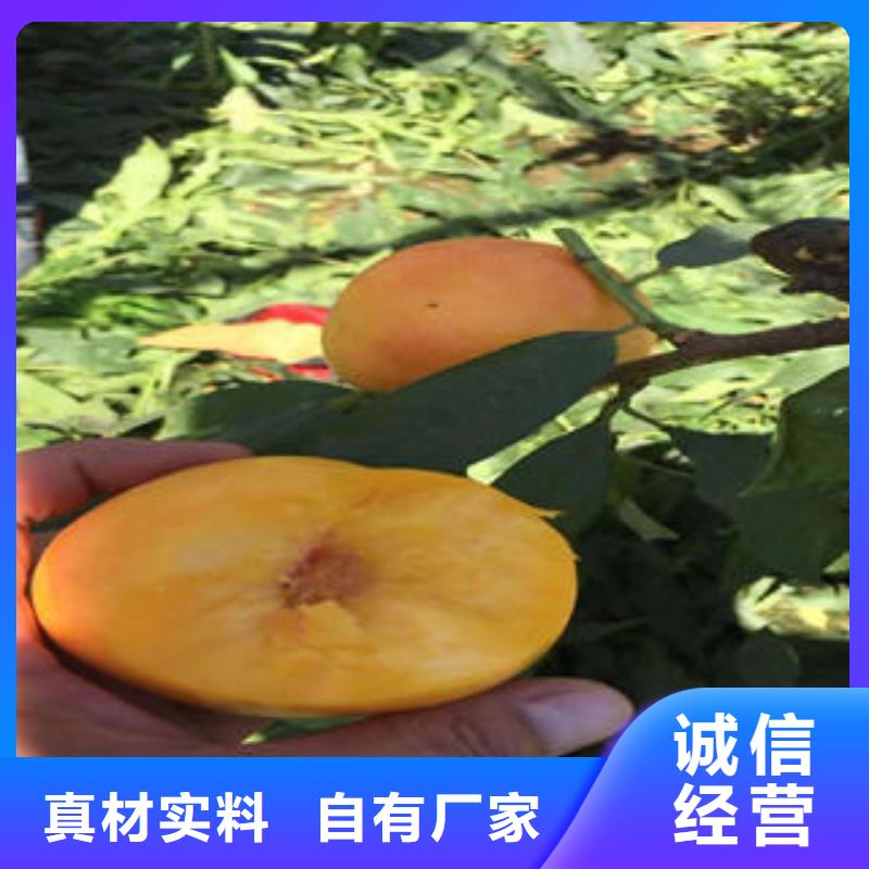 早凤王苗90公分