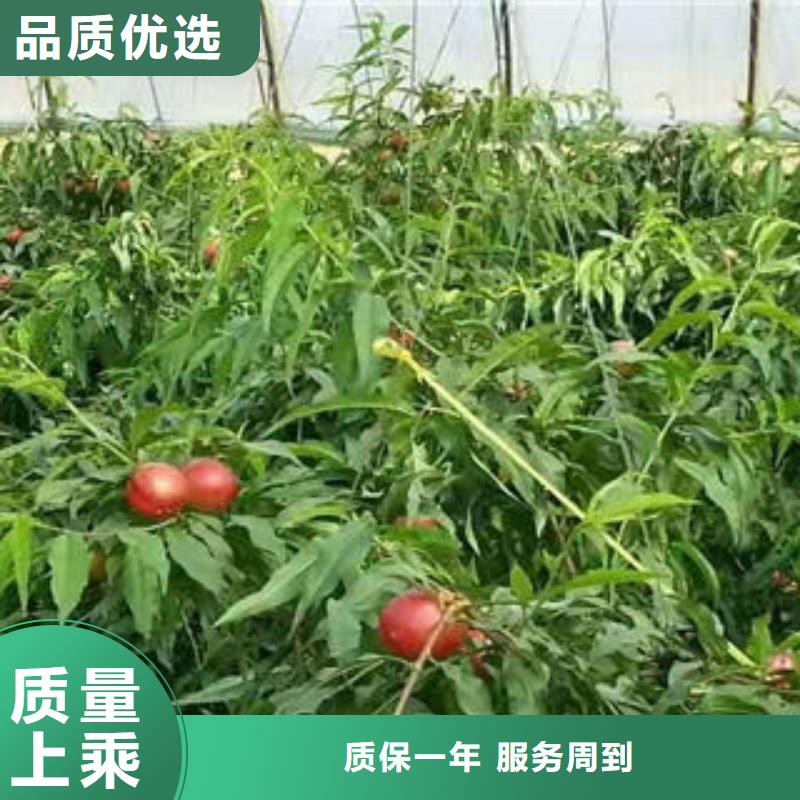 早凤王苗90公分