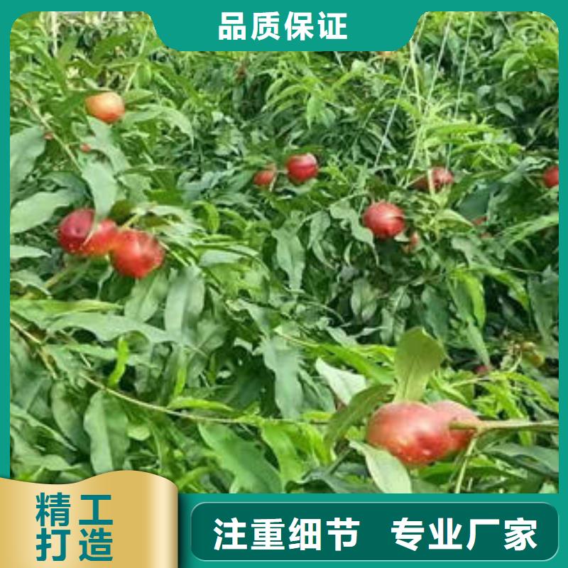 极早红油桃树苗0.8公分