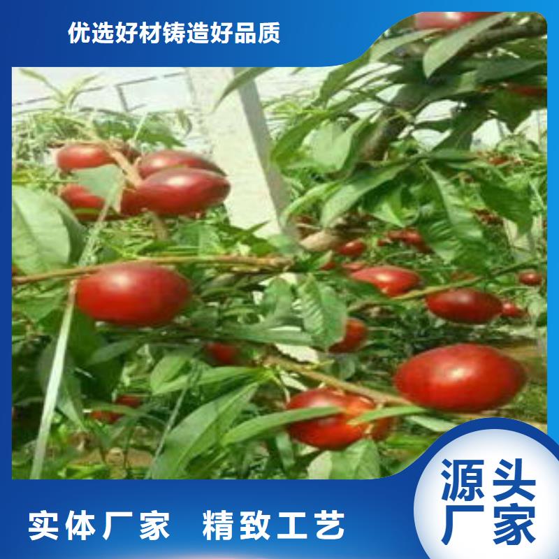 永莲蜜桃6号桃树苗种植方法