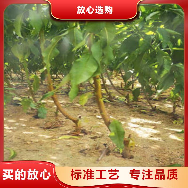 桃原生树苗1.2公分