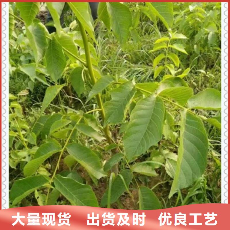 9518核桃树苗成活率高