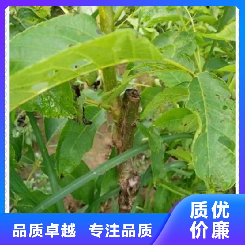 【核桃苗苹果苗海量现货】