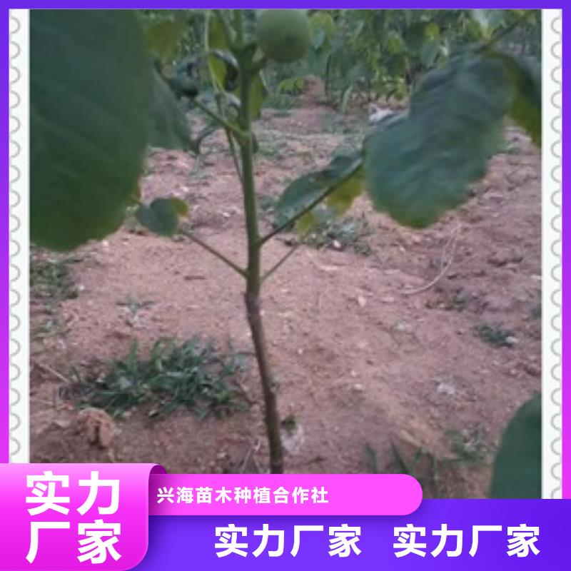 9518核桃树苗成活率高