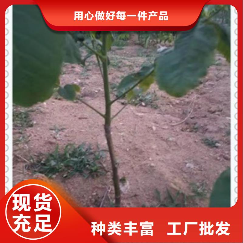 【核桃苗苹果苗海量现货】