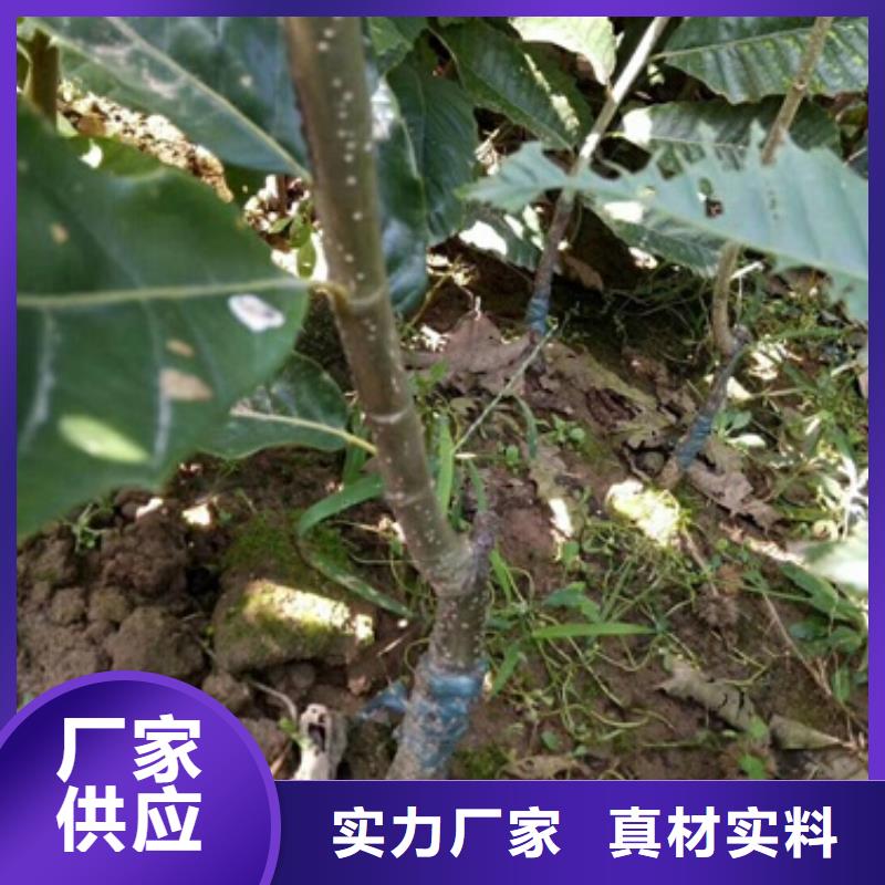 板栗苗苹果苗随心所欲定制