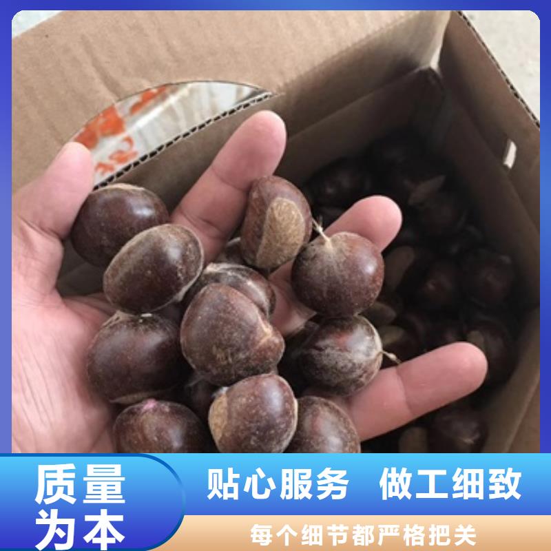 板栗苗好产品价格低