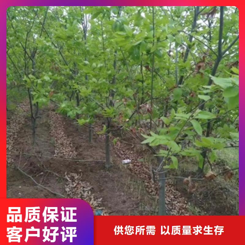 板栗苗苹果苗随心所欲定制