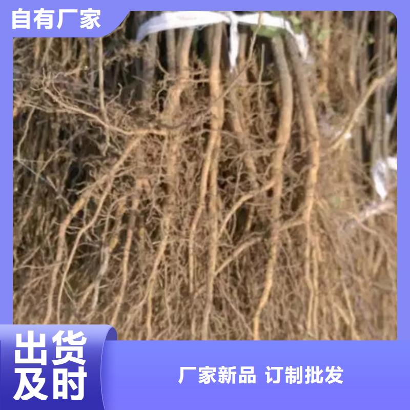 【花椒苗】苹果苗品质过硬