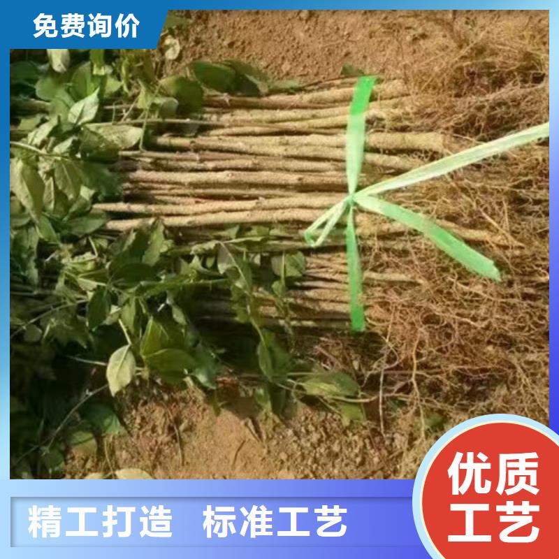 花椒苗_核桃苗源头厂家经验丰富