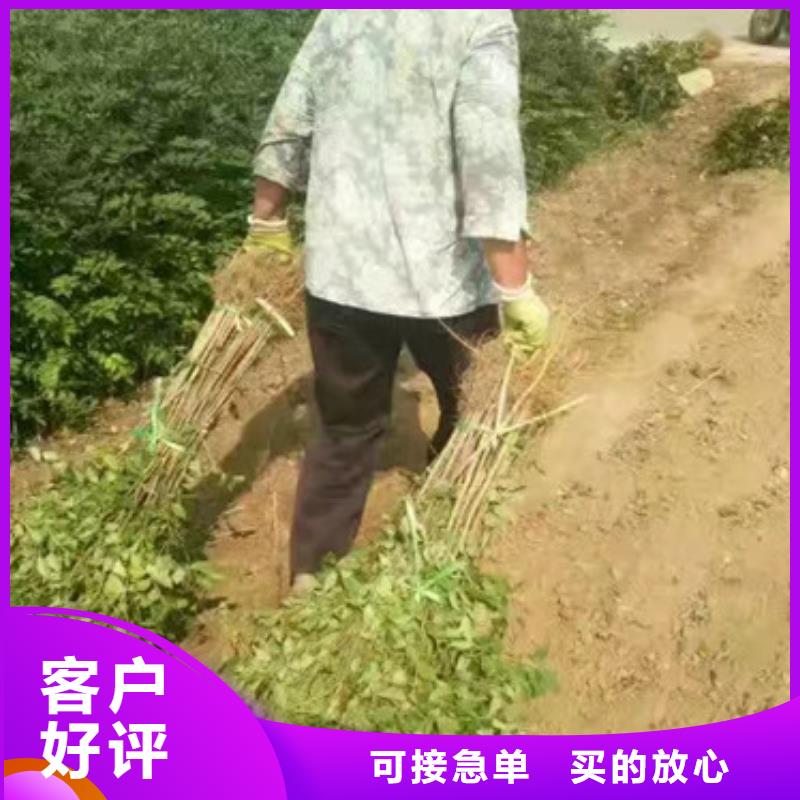 花椒苗桃树苗从厂家买售后有保障