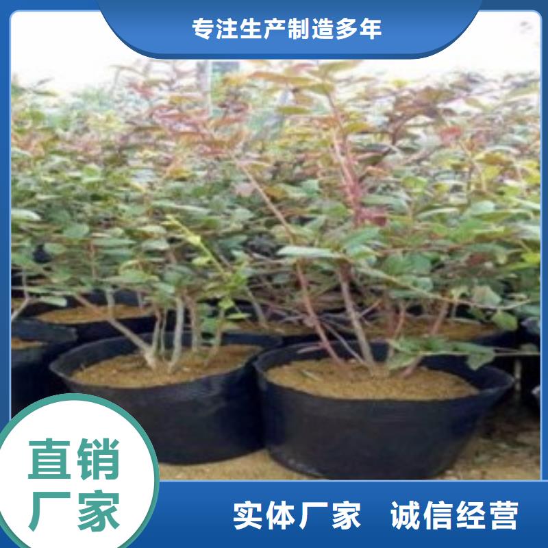 乔治宝石蓝莓树苗批发价格