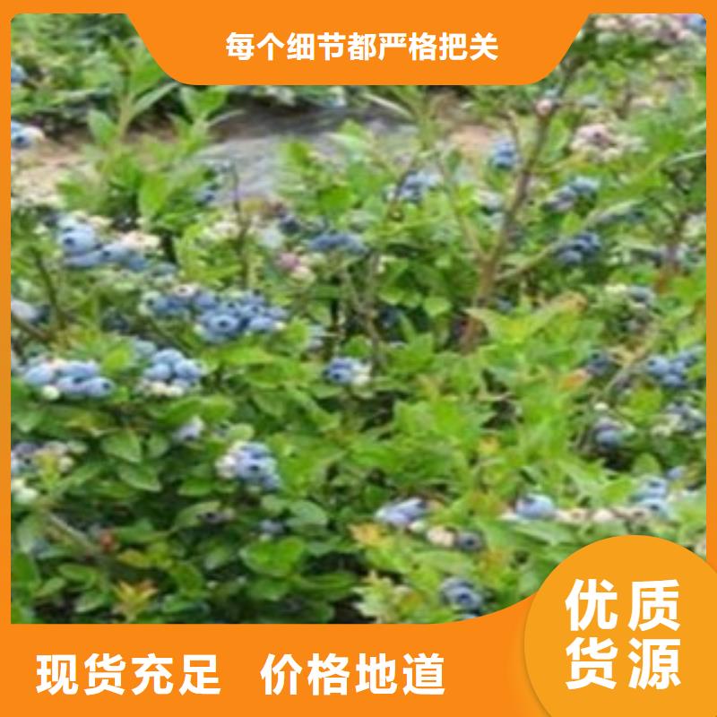 乔治宝石蓝莓树苗批发价格