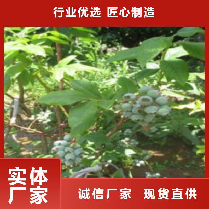 蓝莓苗李子苗当日价格