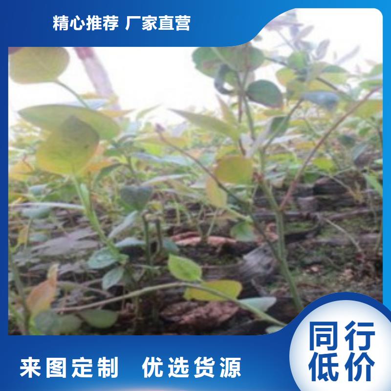 美登蓝莓树苗几年结果