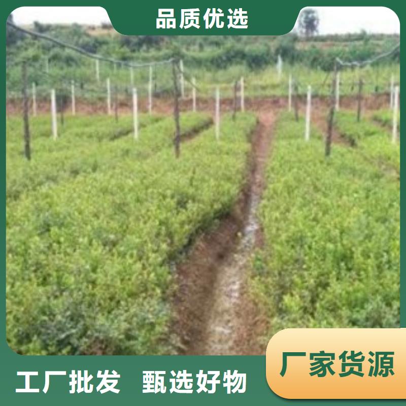 考林蓝莓树苗种植方法及时间