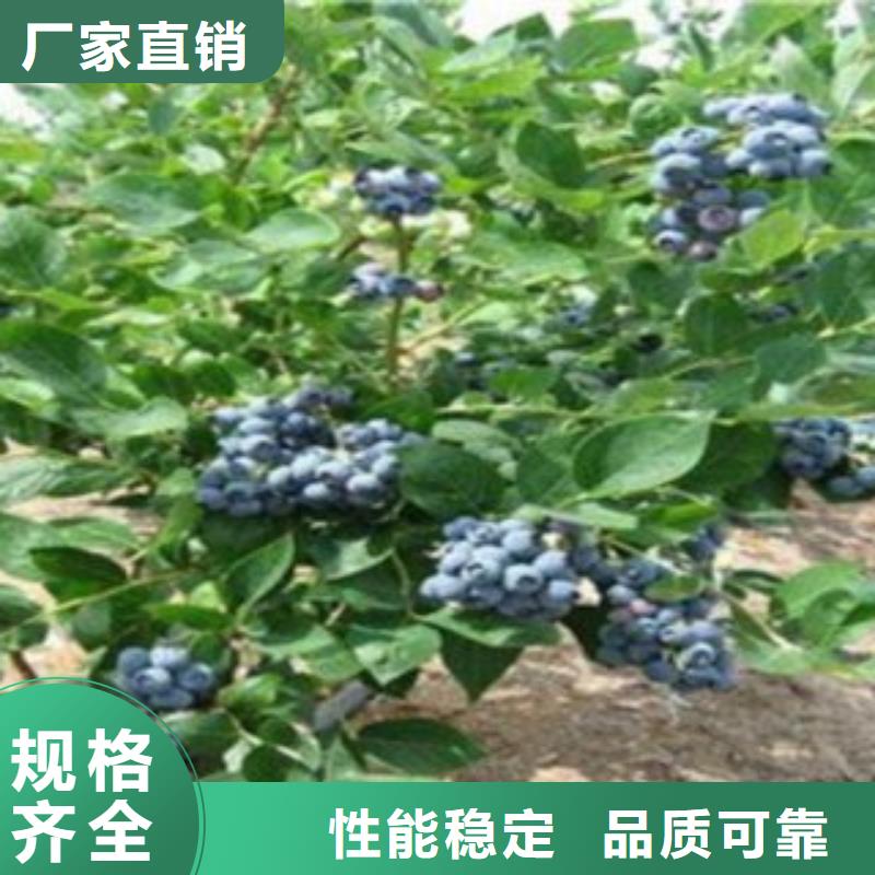 高丛蓝莓树苗亩产多少