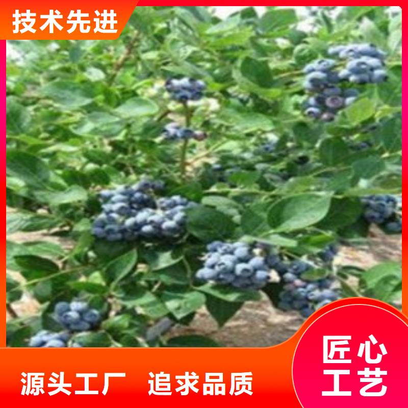 巨丰蓝莓树苗管理方式