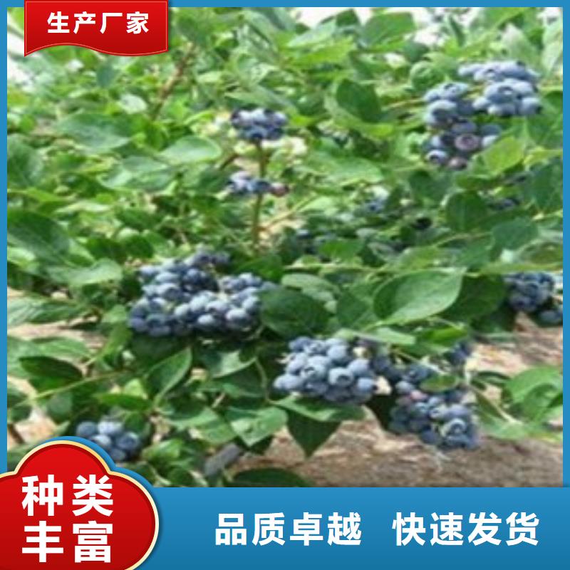 爱国者蓝莓树苗品种大全