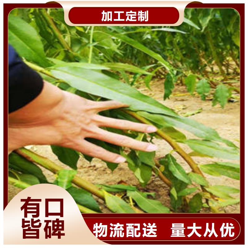 青脆李树苗种植方法