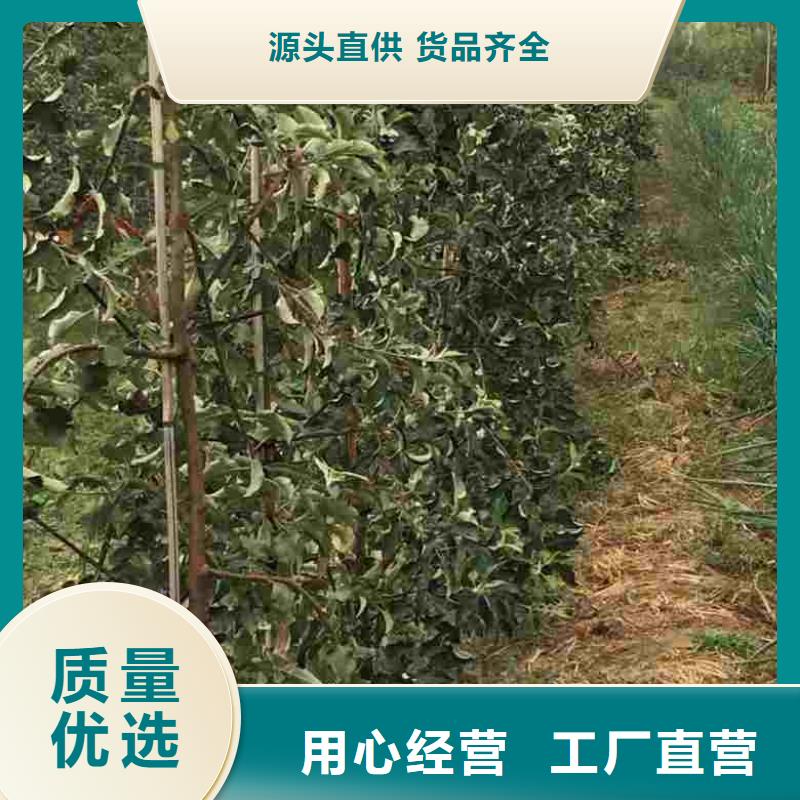 【苹果苗桃树苗可零售可批发】