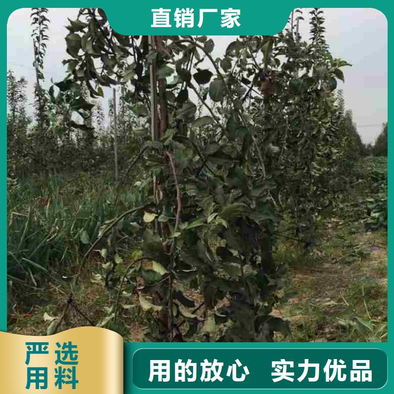 红色之恋苹果苗量大从优