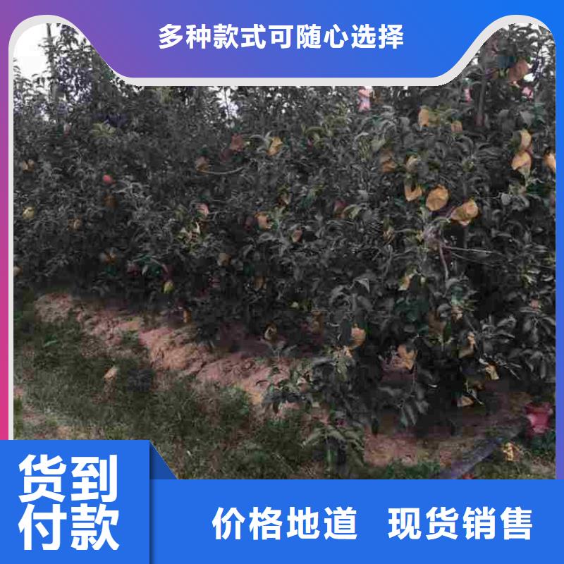 苹果苗【桃树苗】颜色尺寸款式定制