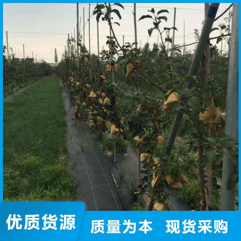 苹果苗板栗苗诚信经营质量保证