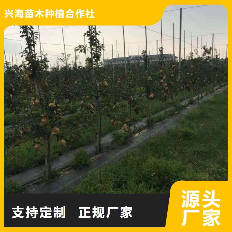 【苹果苗桃树苗诚信厂家】