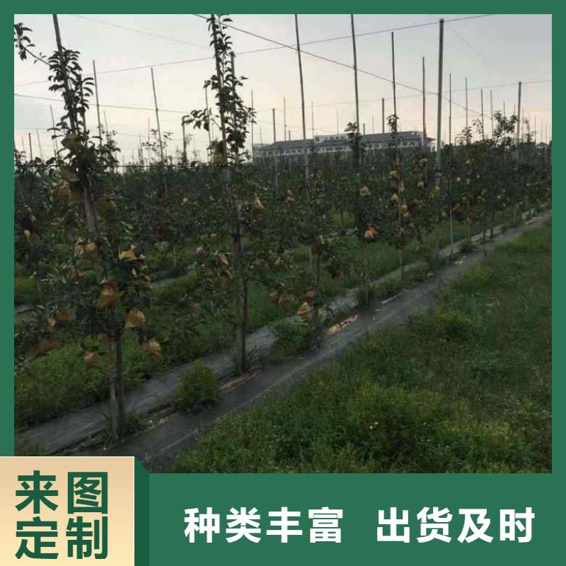 寒富苹果树苗成活率高