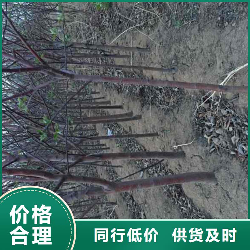 苹果苗【桃树苗】颜色尺寸款式定制