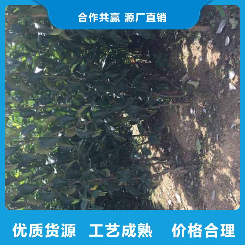 苹果苗【桃树苗】颜色尺寸款式定制