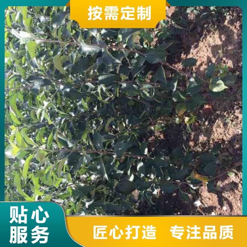 红露苹果树苗多少钱一株