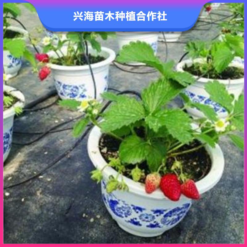红艳草莓苗草莓苗产地价格