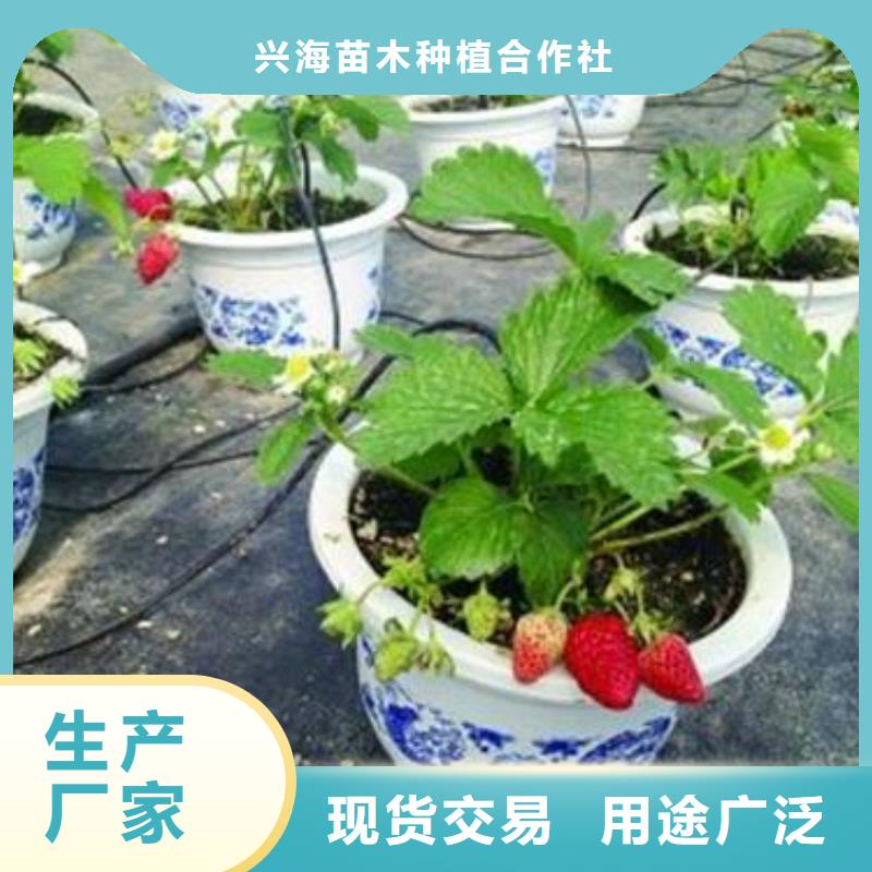 土特拉草莓苗一株多少钱价格