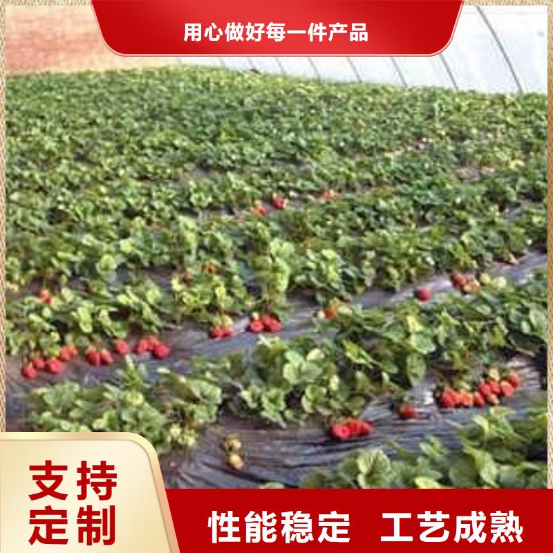红玫瑰草莓苗大量苗子供应