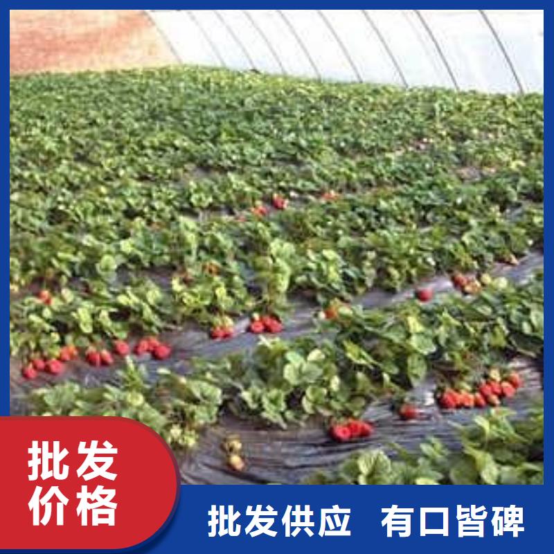 法兰地草莓树苗生产基地