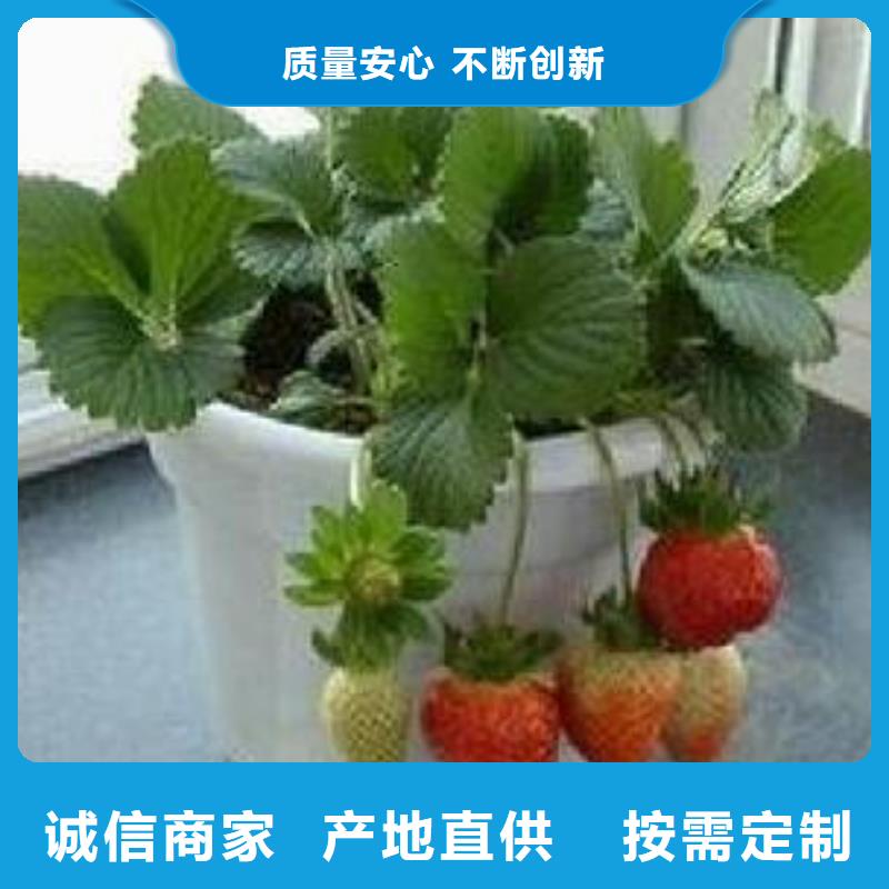 甜宝草莓苗品种介绍
