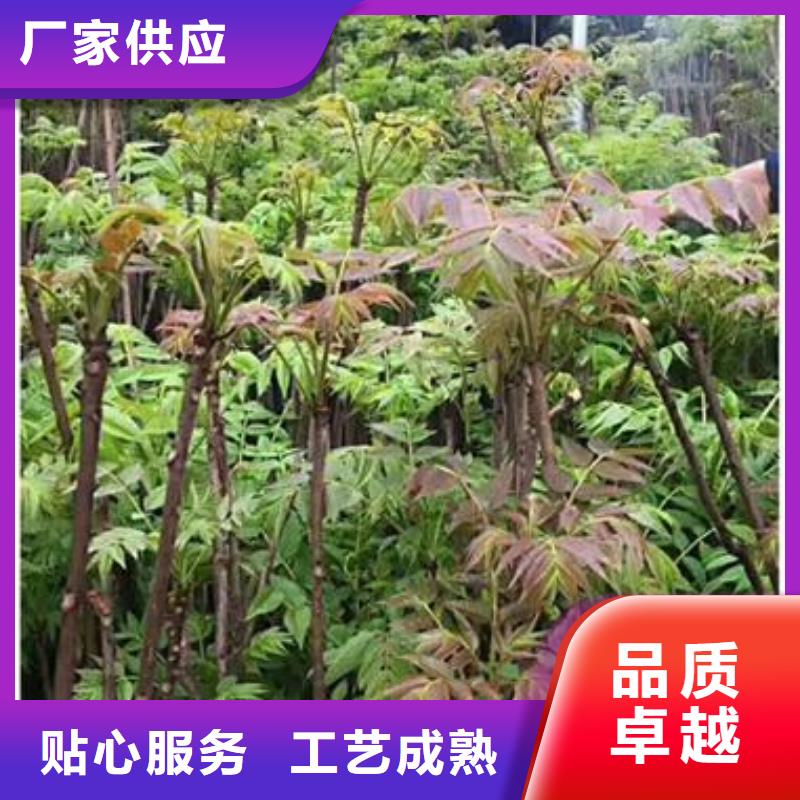 红油香椿苗批发