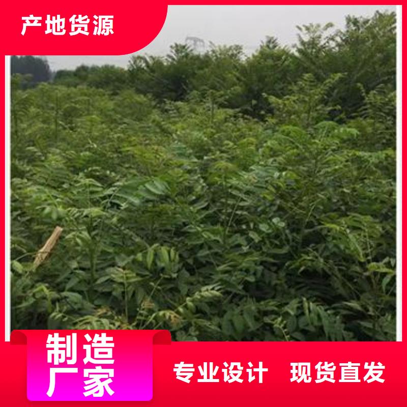 香椿苗李子苗不只是质量好