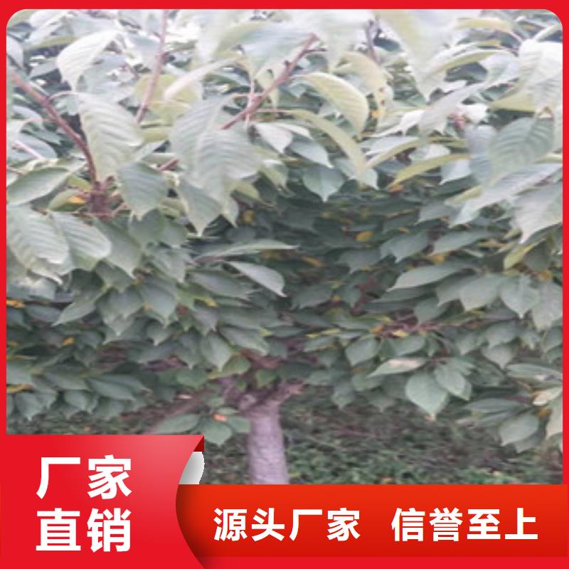 【樱花_绿化树绿化工程采购无忧】