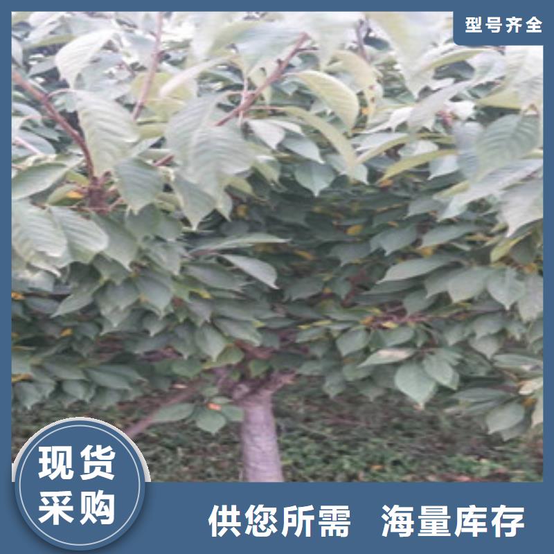 9公分樱花树规格齐全